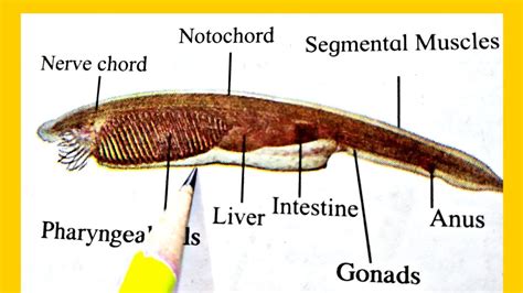 How to draw Amphioxus (lancelet) labelled diagram | phylum chordata ...