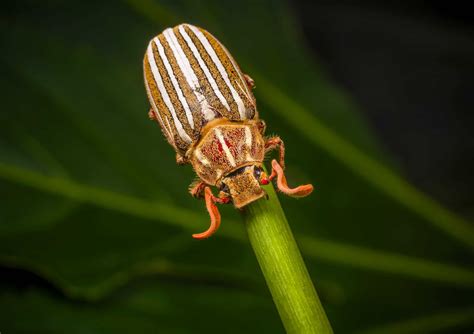 Ten-Lined June Beetle - A-Z Animals