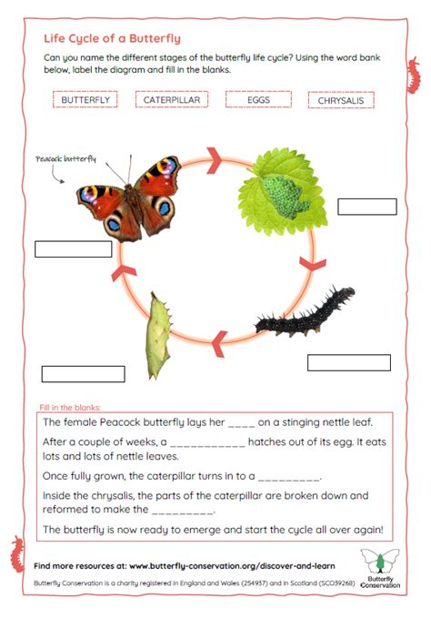 Life Cycle of Butterflies and Moths | Butterfly Conservation