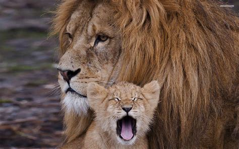 Lion Cubs Wallpapers - Wallpaper Cave