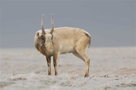 Celebrating Success: Saiga Antelope's Outstanding Restoration ...