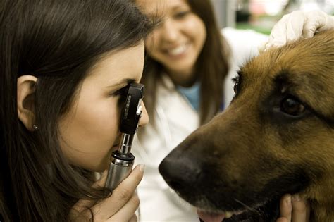 Dog Eye Ulcer Treatment: Understanding, Managing, and Promoting Healing ...