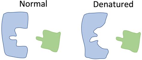 B2 C) Enzyme Rate of Reaction – AQA Combined Science Trilogy - Elevise