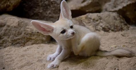 fennec fox