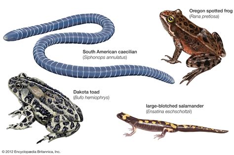 Amphibian Anatomy - Anatomical Charts & Posters