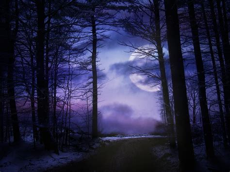 Moon,forest,night,nature,dark - free image from needpix.com