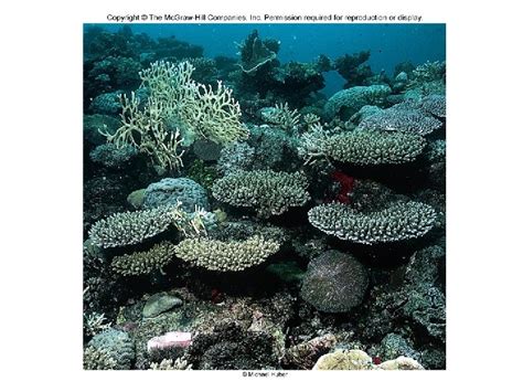 Coral Reefs Corals are cnidarians a phylum of