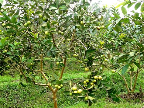 Peluang Usaha Kebun Jambu dan Analisa Usahanya - Agrowindo