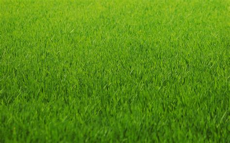 Grass Wallpapers HD Free Download