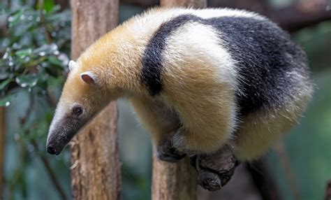 Southern Tamandua Facts, Habitat, Diet, Life Cycle, Baby, Pictures