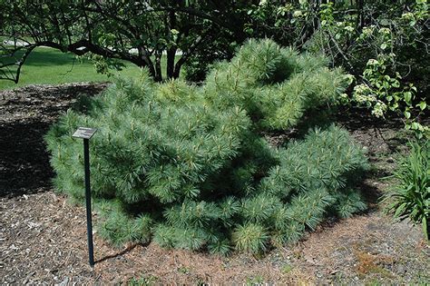 Dwarf Blue Eastern White Pine (Pinus strobus 'Glauca Nana') in Columbus ...