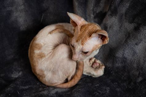 Cornish Rex Kittens for Sale, Makin Waves Rex, Cornish Rex Minnesota