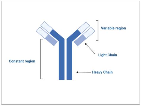 Polyclonal Vs Monoclonal antibodies: Key features - Assay Genie Japan