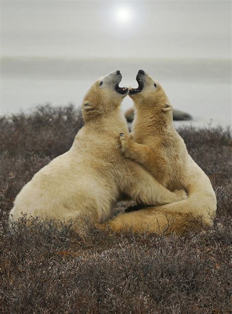 Polar Bear Hug Photograph by David Marr - Fine Art America