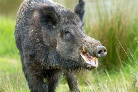 Sweden Has a Problem with Packs of RADIOACTIVE WILD BOAR — Yes, Really ...