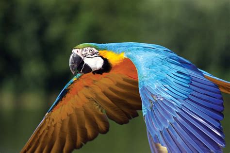 Macaw | Diet, Habitat, & Facts | Britannica