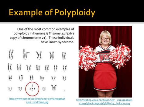 PPT - Unit 8 - Meiosis PowerPoint Presentation, free download - ID:2170964