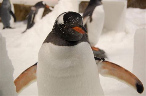 Gentoo Penguin | The Animal Facts | Appearance, Diet, Habitat, Behavior