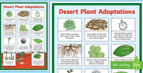 Plants that Live in the Desert | Twinkl Teaching Wiki