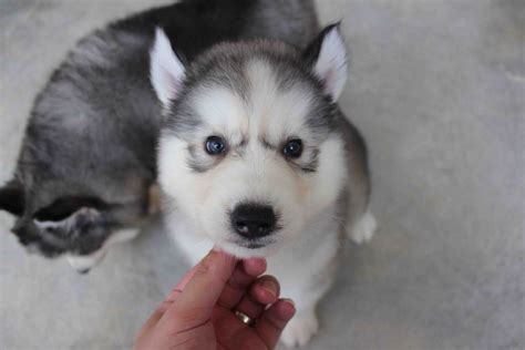 LovelyPuppy: Double Coat Wooly Husky Puppy