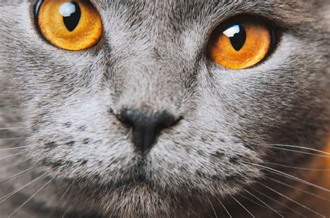 The Colors Of The Worlds Most Beautiful Cats Eyes - Cole & Marmalade