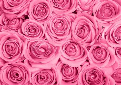 Pink Roses Wallpapers - Top Free Pink Roses Backgrounds - WallpaperAccess