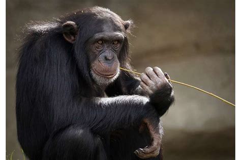 Brain imaging database of nonhuman primates