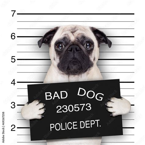 mugshot dog Stock Photo | Adobe Stock