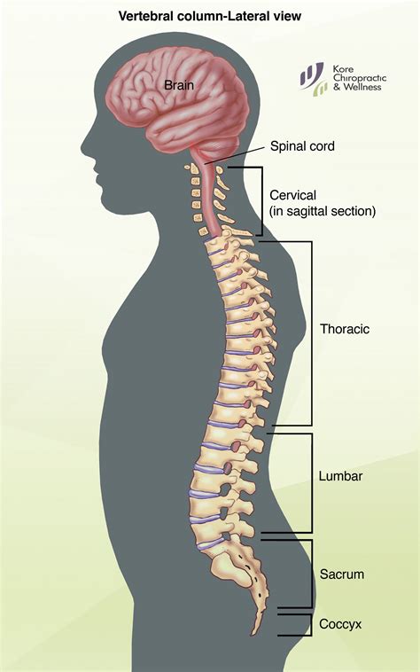 Printable Spine Diagram With Labels Inside Out Anatomy The Nervous ...