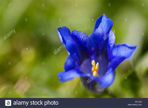 Enzian Flower Stock Photos & Enzian Flower Stock Images - Alamy