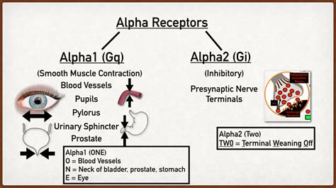 Alpha Adrenergic Receptor Types, Function, Location, and Stimulation ...