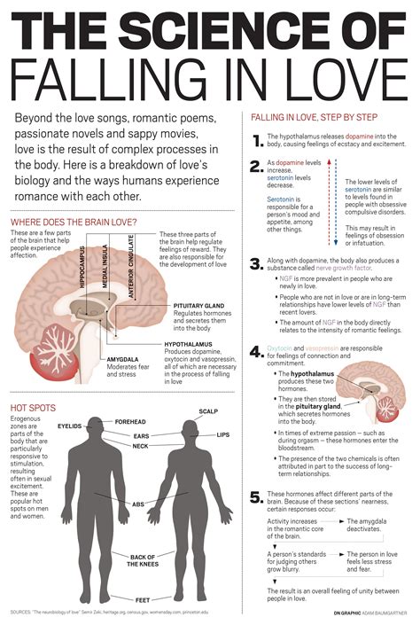 Your Brain on Love [infographic] | MeetMindful