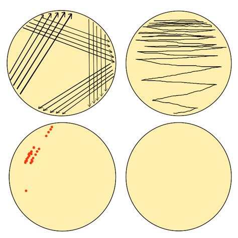 6.3D: Aseptic Technique, Dilution, Streaking, and Spread Plates ...