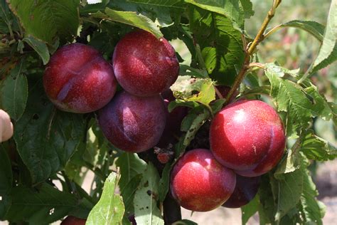 Plums