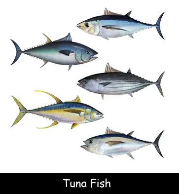 Tuna Fish Fun Facts for Kids