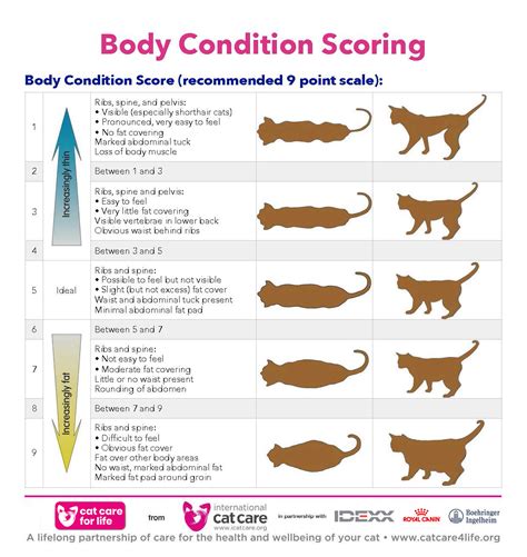 Weighing your cat - Cat Care for Life