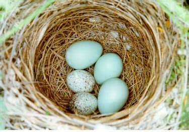 Blue Grosbeak nest with eggs photograph and sound recording