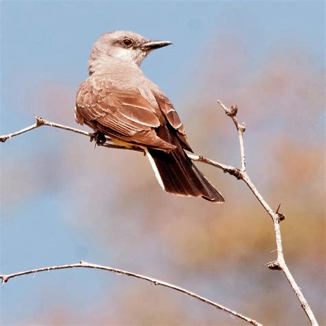 Desert Bird Perched Photograph by Joseph Oland - Fine Art America