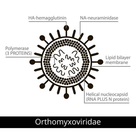 Filoviridae Classification Viruses Vector Biology Icons Medical Virus ...