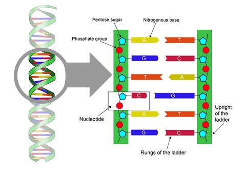 Dna Ladder Drawing at GetDrawings | Free download