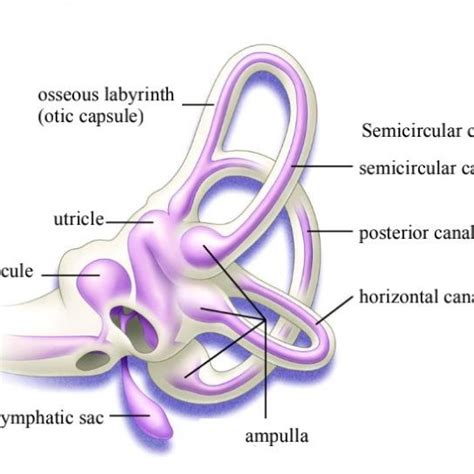 Bony labyrinth and membranous labyrinth of inner ear. | Download ...