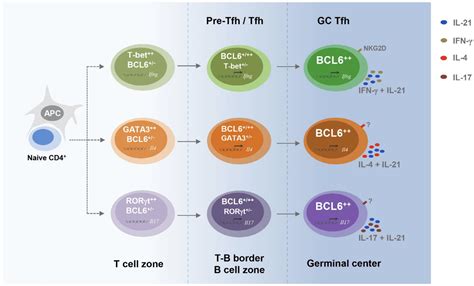 How do some Tfh cells produce IFN-𝛾 ? | Immunopaedia