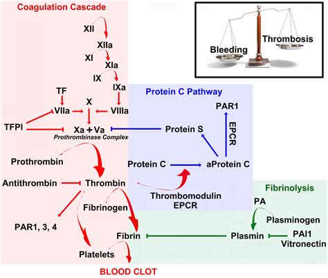 Coagulation Stroke Heart Attack Part 1 - Dr. Philip Lee Miller