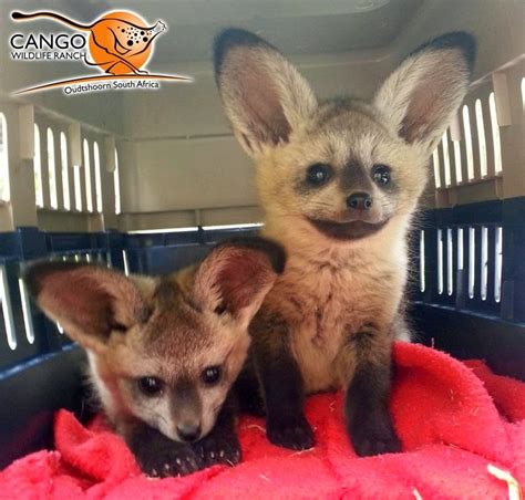 Sociolatte: Bat-eared foxes for your daily cute and aww