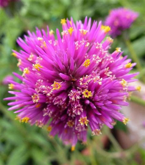 Gomphrena Globosa: A Stunning Annual Flower for Your Garden