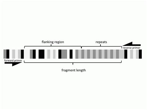 How useful are microsatellites?