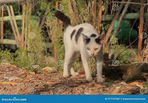 White and Black Captured Cat Jump Scared Stock Image - Image of cute ...