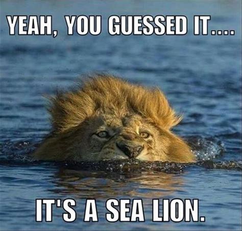 Pin by LakeGirl on Lion...Lioness, and Leo’s! I found my King! ️ ...