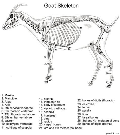 Goat-Link.com - Goat Skeleton