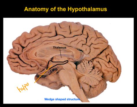 Hypothalamus and Pituitary Flashcards | Quizlet